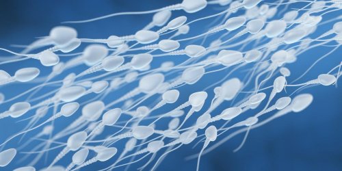Fausses couches a repetition : le sperme en cause ?