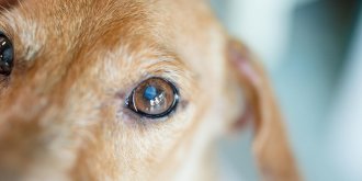Un chien sauve un bébé enterré vivant par sa mère adolescente