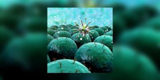 L’immunosignature : une nouvelle approche pour le diagnostic des cancers ?
