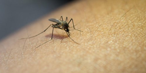 Piqures de moustiques : pourquoi moi ? 