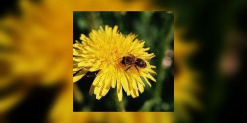 Allergie : les pollens de cypres sont deja de retour…