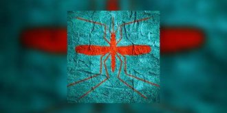 Virus Zika : il peut se transmettre par voie sexuelle
