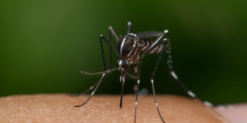 Dengue : alerte rouge dans les Alpes-Maritimes