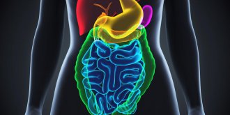 L’interstitium, cet organe du corps humain qui vient d’être découvert