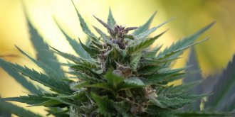 Une boutique vendant du cannabis ouvre dans le Nord de la France