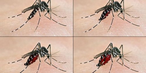 Chikungunya : un cas detecte dans le Tarn