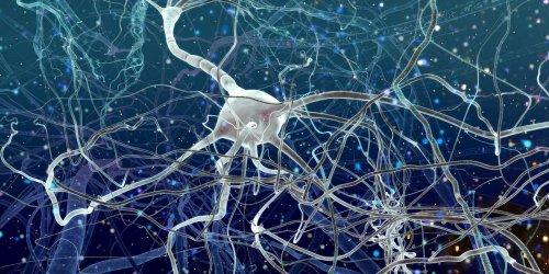Un nouveau type de neurones decouvert dans le cerveau humain