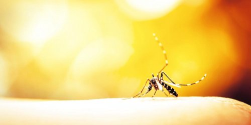 Dengue : un premier cas autochtone decouvert dans l’Herault