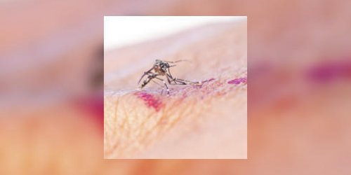 Sanofi-Pasteur : le premier vaccin contre la dengue bientot disponible
