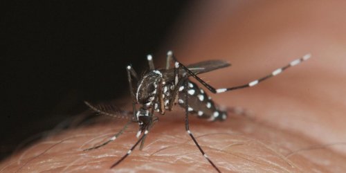 Plus de 2 000 cas de dengue declares a La Reunion