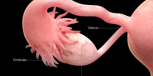 Un ovaire artificiel pour traiter les infertilites apres un cancer