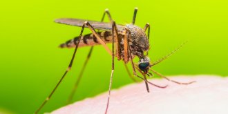 Montpellier : le virus Usutu transmis pour la premiere fois par un moustique en France