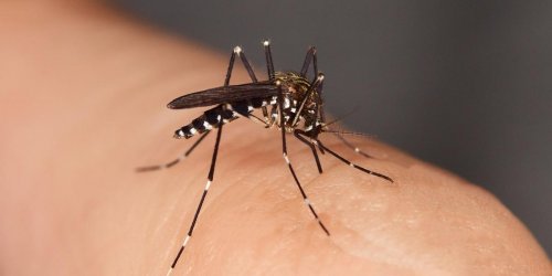 Dengue : un bebe de 6 mois meurt en Nouvelle-Caledonie