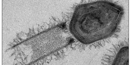 Deux virus geants ont ete decouverts au Bresil