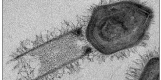 Deux virus géants ont été découverts au Brésil