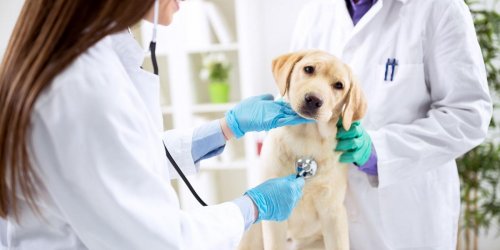 Et si nos chiens etaient a l’origine des prochaines epidemies de grippe ?
