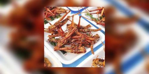 Entomophagie : manger des insectes, bonne ou mauvaise idee ?