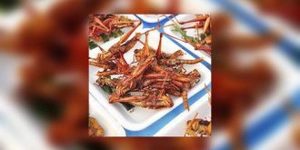 Entomophagie : manger des insectes, bonne ou mauvaise idee ?