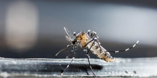 Bouches-du-Rhone : un cas de dengue diagnostique a Martigues