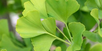 Les medicaments a base Ginkgo biloba responsables de convulsions