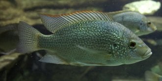 Des chirurgiens construisent un vagin a partir de peau de poisson