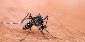 Epidemie de dengue en Nouvelle-Caledonie 