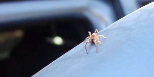 Recluse brune : les choses a savoir pour eviter de se faire mordre par cette araignee