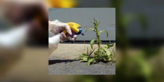Une petition exige le non-renouvellement de l’autorisation du desherbant Roundup (glyphosate)