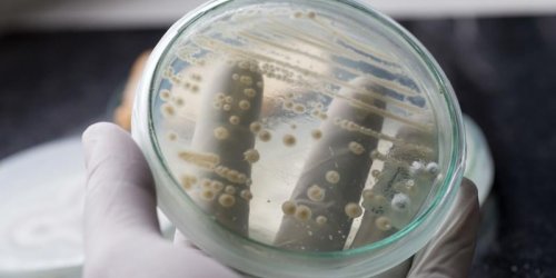 Afrique du Sud : La bacterie Klebsiella pneumonia tue 6 nourrissons