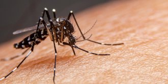 Dengue : 5 symptomes a reperer