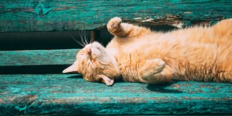 6 signes d-un coup de chaleur chez le chat 