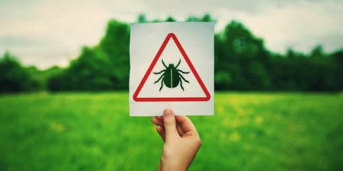 Maladie de Lyme, Tiques : les regions les plus a risques