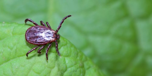 Maladie de Lyme : les 6 zones a risques de morsure de tiques