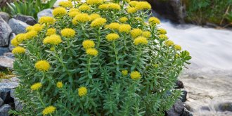 Rhodiole – Rhodiola