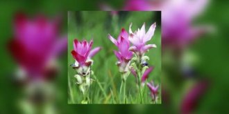 Curcuma