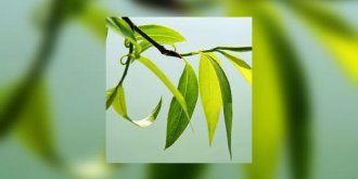 Saule