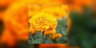 Calendula