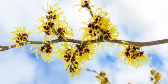 Hamamelis de Virginie