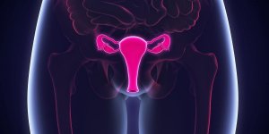 Les nymphes, un organe sexuel oublie ?