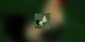 La grippe aviaire ineluctable ?