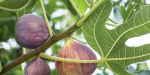 Des enfants gravement brules par des feuilles de figuier