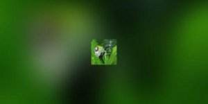 Quels poissons pour un aquarium d-eau douce harmonieux ?