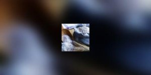 Les proteines de soja baissent la pression arterielle