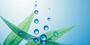 "Phycocyanine", le secret detox- de la spiruline