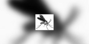 Virus du Nil : alerte en France