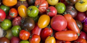Dans votre assiette : la tomate
