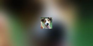 L-age de nos chiens et chats : comment l-evaluer ?