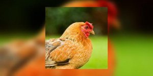 Veau, vache, cochon, poulet, comment choisir sa viande ?