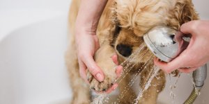 Coronavirus : il ne faut surtout pas desinfecter votre chien ou votre chat 