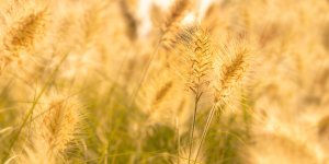 Allergie au pollen : le calendrier de chaque allergene